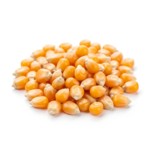 popcorn kernels