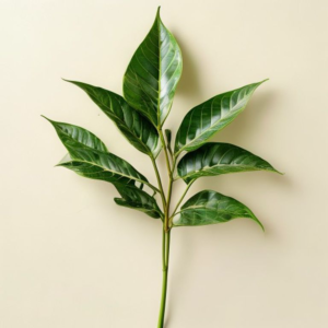 Home aralia