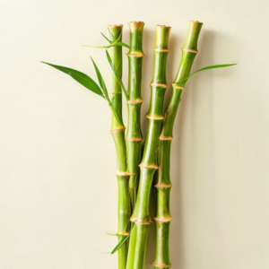 bamboo shoots