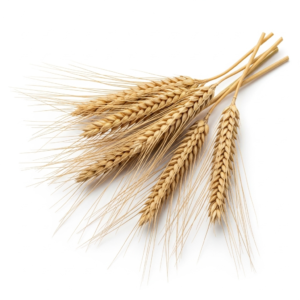 barley