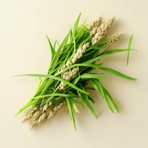 barley grass