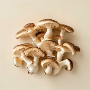 chanterelle mushroom