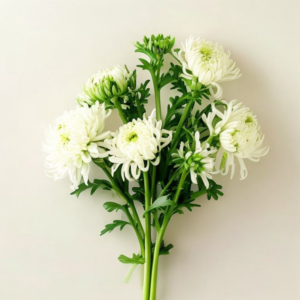 chrysanthemum greens