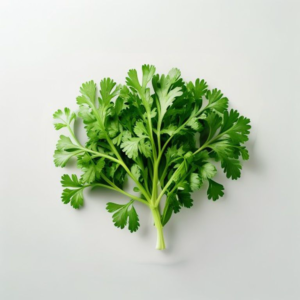 coriander leaves