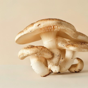 king trumpet mushroom