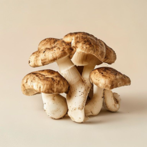 morel mushroom