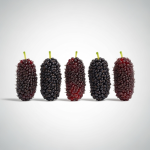 mulberry