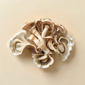 oyster mushroom