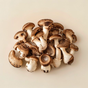 porcini mushroom