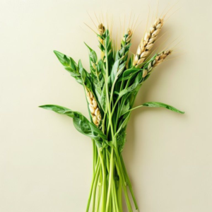 wheat grass